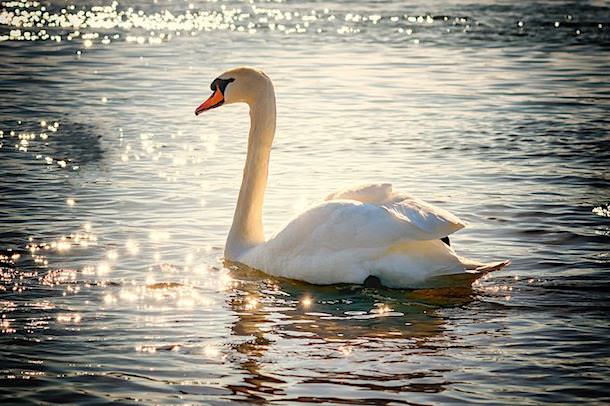 Online Jigsaw Puzzle:swan