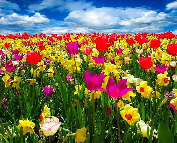 Online Jigsaw Puzzle:Flower