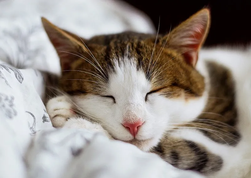 ジグソーパズルのヒント:眠たそうな猫