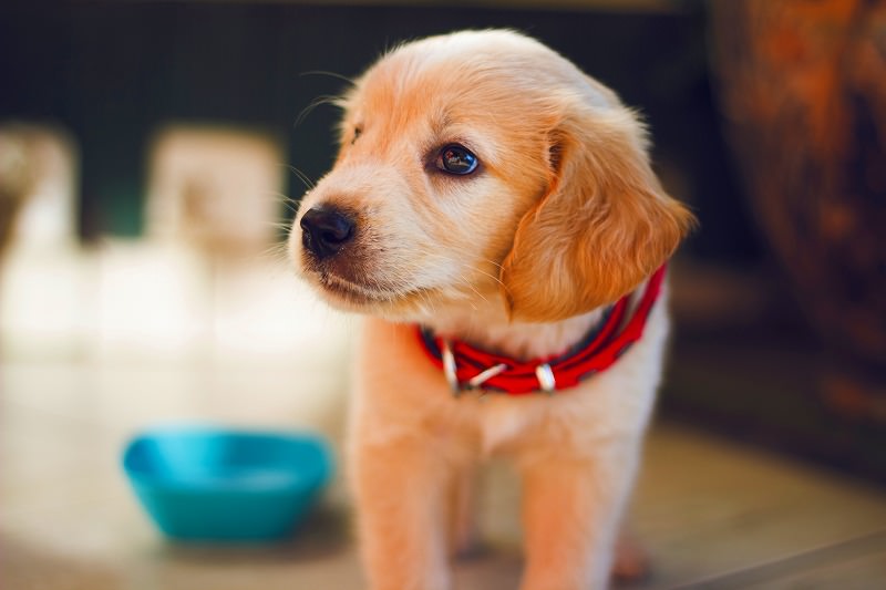 JigsawPuzzle's design:Sideways-facing dog