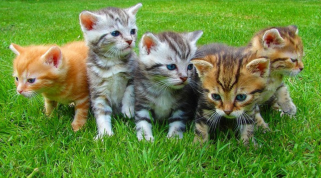 JigsawPuzzle's design:Kitten siblings