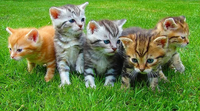 ジグソーパズルのヒント:子猫の兄弟たち