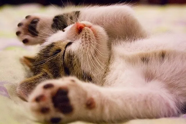 ジグソーパズルのヒント:仰向きで寝転がる猫