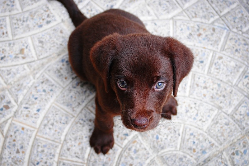 JigsawPuzzle's design:Dog gazing this way