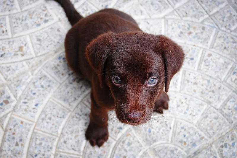ジグソーパズルのヒント:こちらを眺める犬
