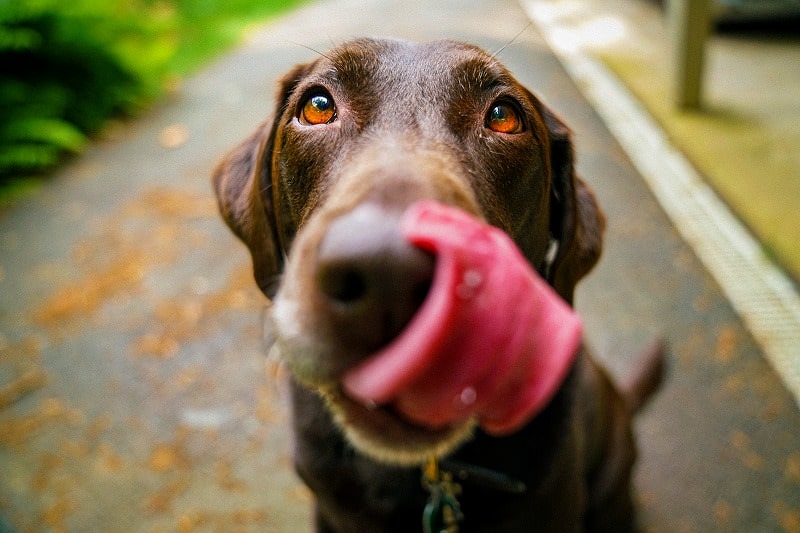 JigsawPuzzle's design:Dog sticking out its tongue