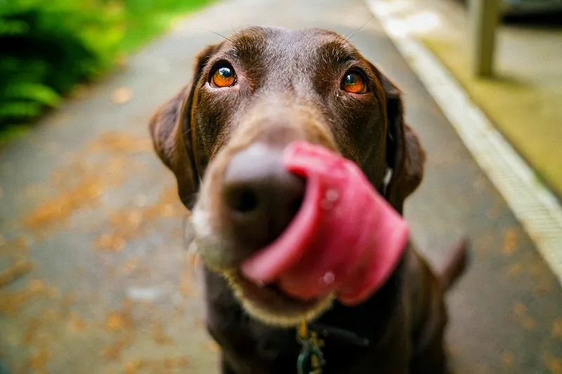 ジグソーパズルのヒント:舌を出す犬
