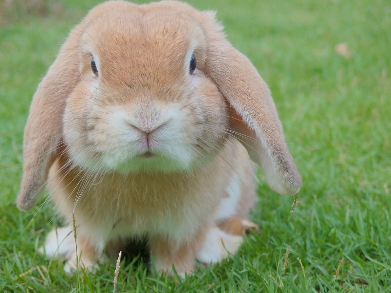 JigsawPuzzle's design:Close-up of a rabbit