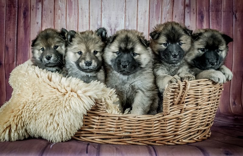 JigsawPuzzle's design:Puppy babies