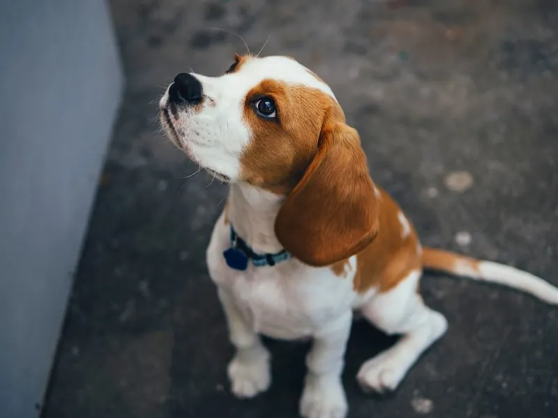ジグソーパズルのヒント：何かを眺める犬