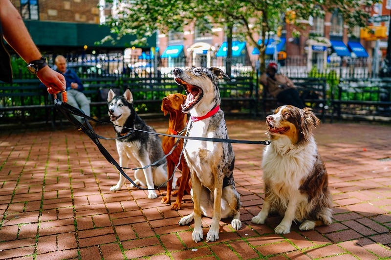 JigsawPuzzle's design:Dog yawning