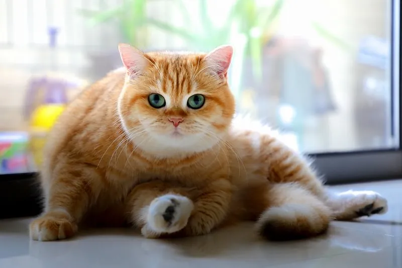 ジグソーパズルのヒント:威嚇する猫