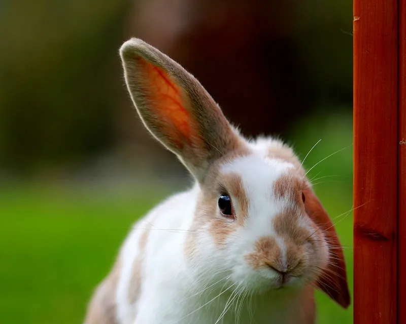 ジグソーパズルのヒント:片耳だけピンとしているウサギ