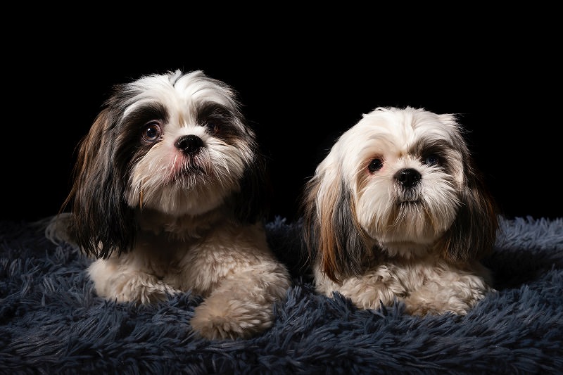 JigsawPuzzle's design:Fluffy dog