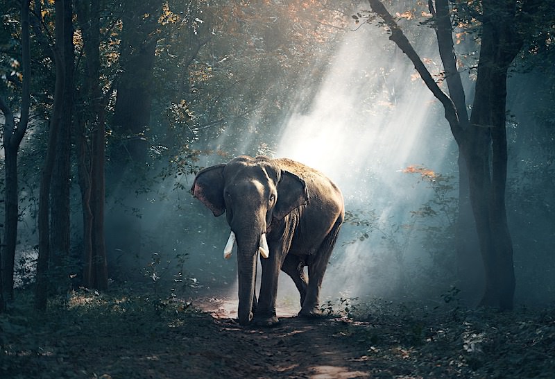 JigsawPuzzle's design:Elephant walking through the forest