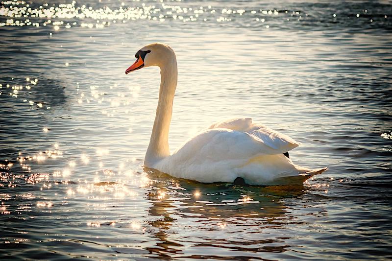 JigsawPuzzle's design:Swan swimming in the lake