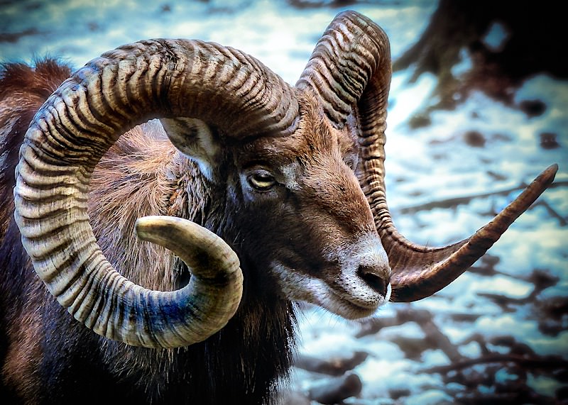 JigsawPuzzle's design:Mouflon (a type of sheep)