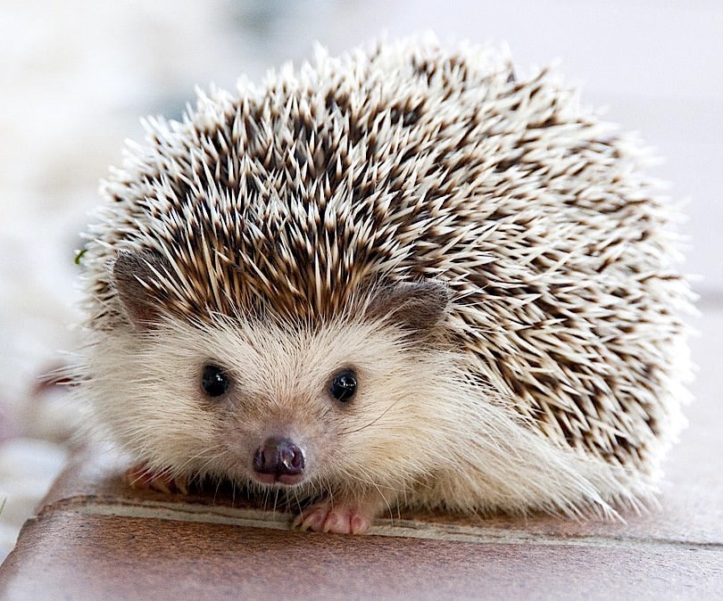 JigsawPuzzle's design:Baby hedgehog