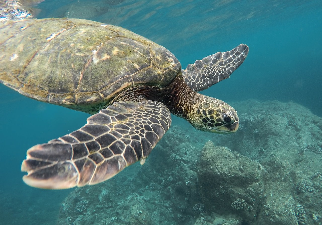 JigsawPuzzle's design:Sea turtle underwater