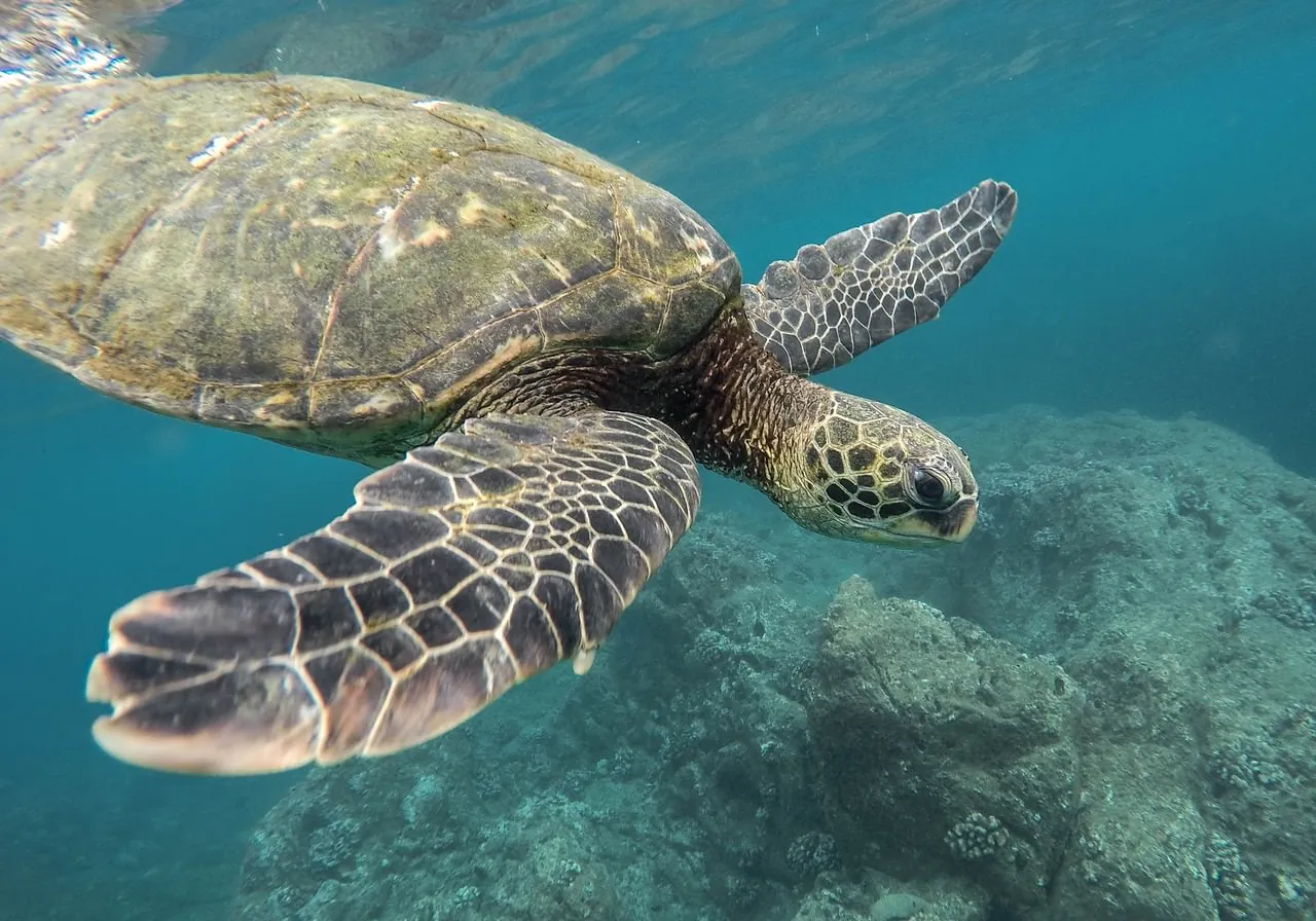 ジグソーパズルのヒント：海中のウミガメ