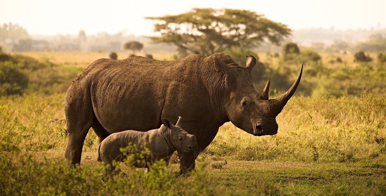 JigsawPuzzle's design:Rhino with its offspring