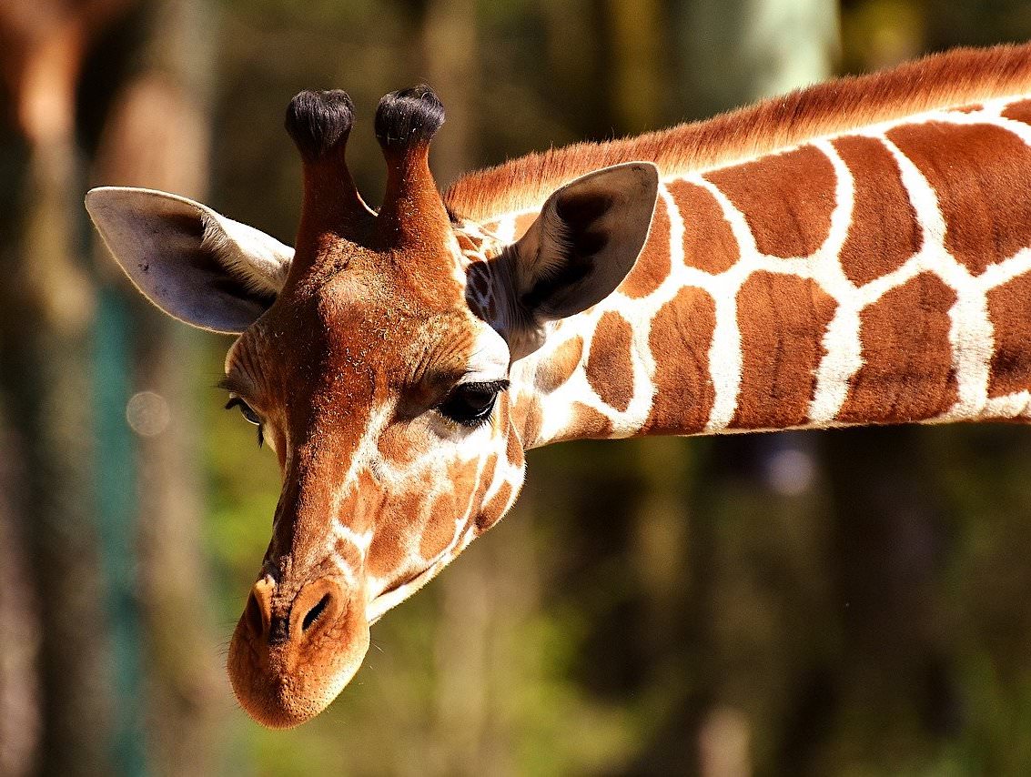 JigsawPuzzle's design:Bending giraffe
