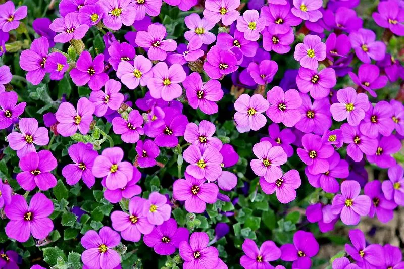ジグソーパズルのヒント：ギリシャの花