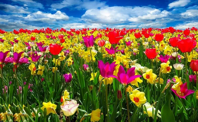 ジグソーパズルのヒント：花畑
