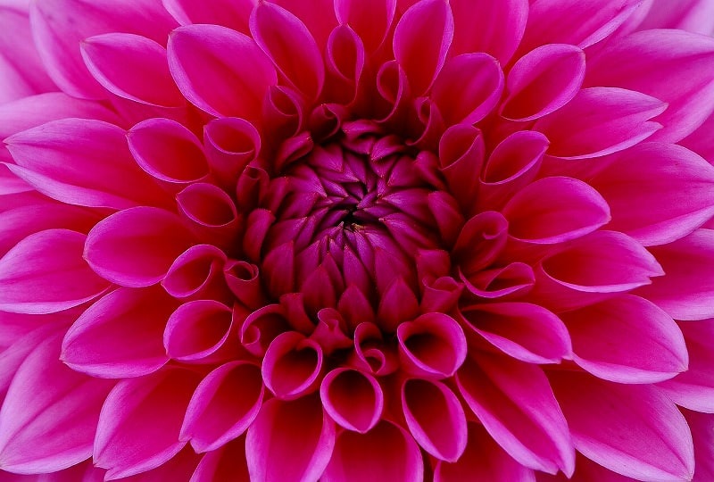 JigsawPuzzle's design:Dahlia
