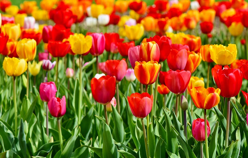 JigsawPuzzle's design:Tulip