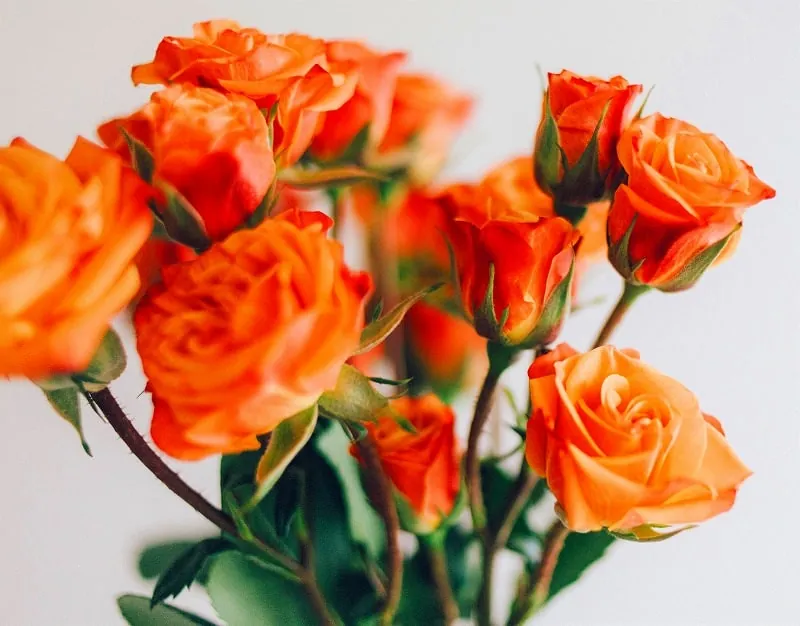 ジグソーパズルのヒント：オレンジの薔薇
