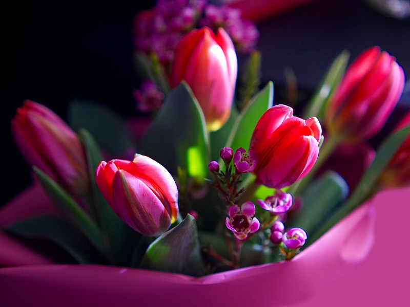 JigsawPuzzle's design:Tulip