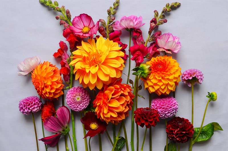 JigsawPuzzle's design:Dahlia