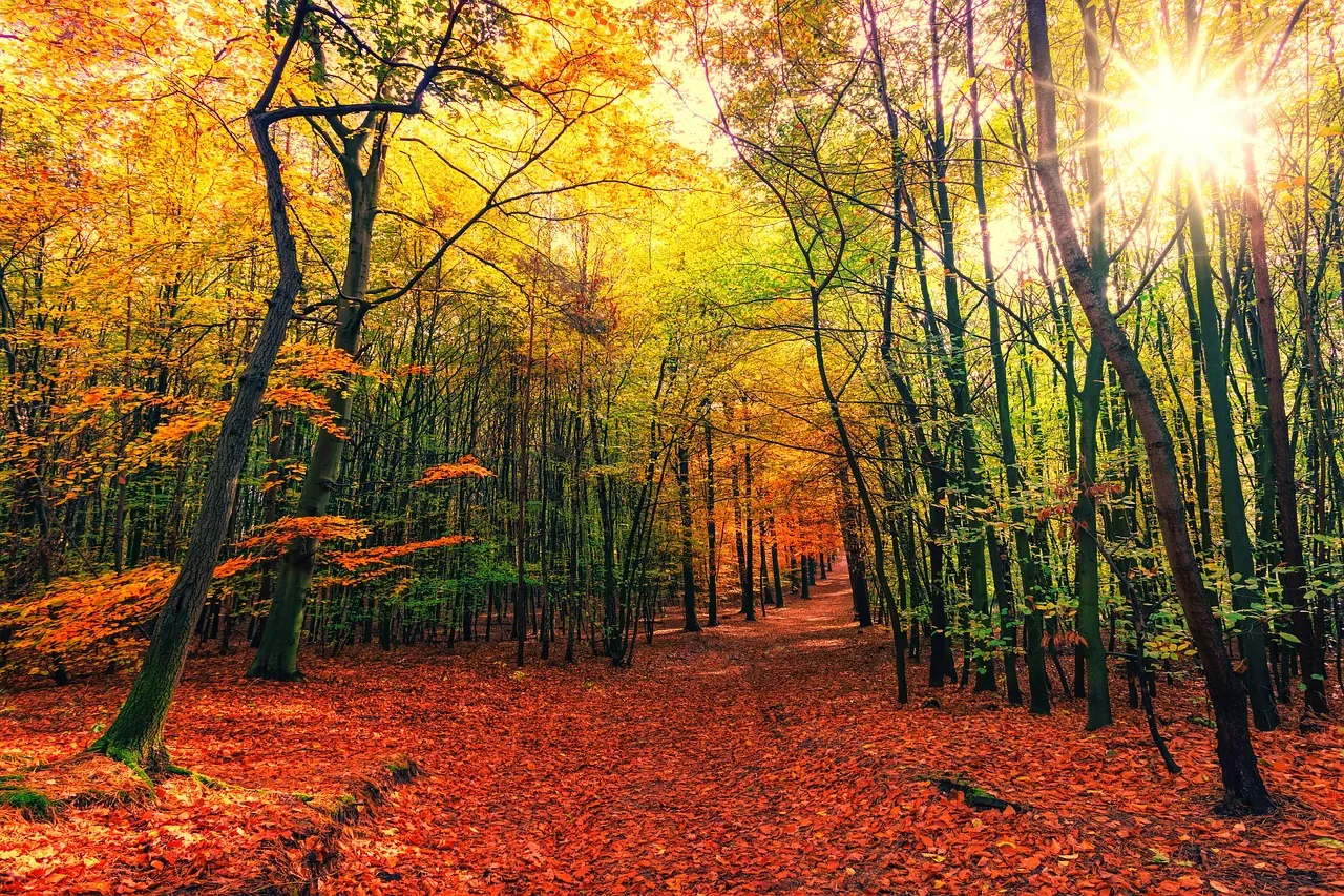 ジグソーパズルのヒント:鮮やかな紅葉