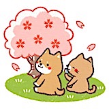Free Online Jigsaw Puzzle:Relaxing Cherry Blossom Viewing