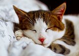 Free Online Jigsaw Puzzle:Sleepy-looking cat