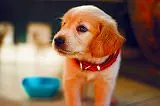 無料ジグソーパズルゲーム「横を向いた犬」