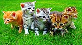 Animal Jigsaw Puzzle