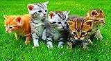 動物のオンライン無料ジグソーパズル一覧