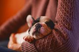 Free Online Jigsaw Puzzle:Carried Chihuahua