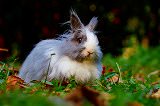 Free Online Jigsaw Puzzle:Rabbit