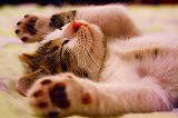 Free Online Jigsaw Puzzle:Cat lying on its back