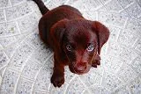 無料ジグソーパズルゲーム「こちらを眺める犬」