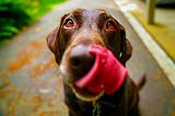 Free Online Jigsaw Puzzle:Dog sticking out its tongue