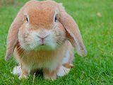 Free Online Jigsaw Puzzle:Close-up of a rabbit