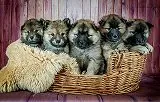無料ジグソーパズルゲーム「子犬の赤ちゃんたち」