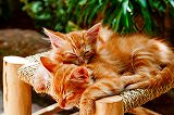Free Online Jigsaw Puzzle:Cuddling cats