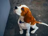 無料ジグソーパズルゲーム「何かを眺める犬」