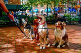 Free Online Jigsaw Puzzle:Dog yawning