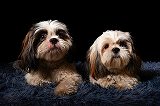 Free Online Jigsaw Puzzle:Fluffy dog